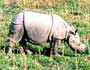 Chitwan - elephant_rhino