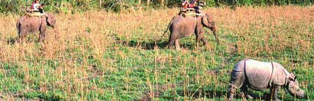 chitwan_elephant_rhino